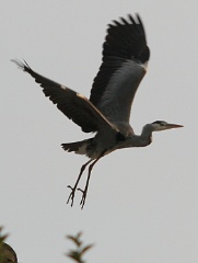 20160123 heron in flight